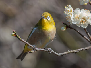 花が咲いた梅の木にとまる野鳥、メジロ