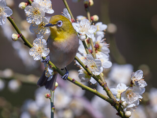 花が咲いた梅の木にとまる野鳥、メジロ