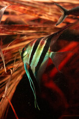 Freshwater aquarium fish, Angelfish from Amazon river, pterophyllum scallare (altum)