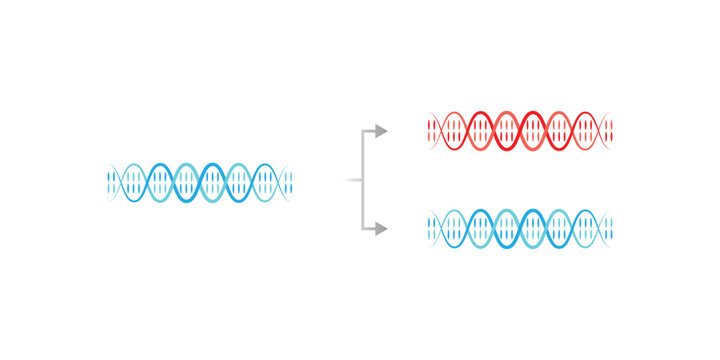 Conservative DNA Replication Scientific Design. Vector Illustration.