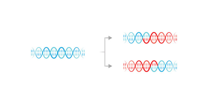 Dispersive DNA Replication Scientific Design. Vector Illustration.