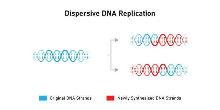 Dispersive DNA Replication Scientific Design. Vector Illustration.