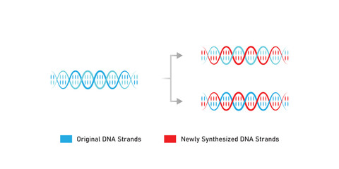 Semiconservative DNA Replication Scientific Design. Vector Illustration.