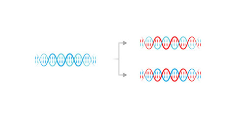 Semiconservative DNA Replication Scientific Design. Vector Illustration.