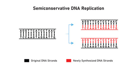 Semiconservative DNA Replication Scientific Design. Vector Illustration.