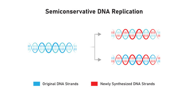Semiconservative DNA Replication Scientific Design. Vector Illustration.