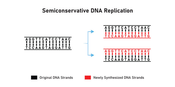 Semiconservative DNA Replication Scientific Design. Vector Illustration.