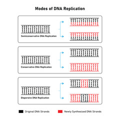 Models of DNA Replication Scientific Design. Vector Illustration.