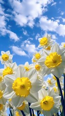 White and yellow daffodils against a blue sky. Generative AI.