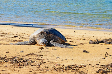 Hawaiian green sea turtles, (Honu in Hawaiian), Chelonia mydas, resting on Poipu Beach on the...