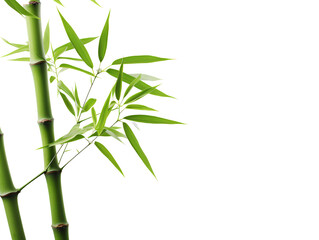 a close up of a bamboo