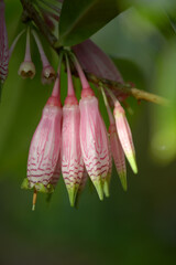 アガペテス・グランディフロラ