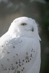 Snowy owl outdoors close-up on the head.