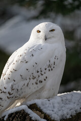 Snowy owl outdoors in winter.