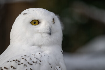 Snowy owl outdoors close-up on the head.