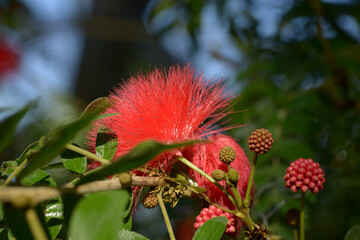 オオベニゴーカン