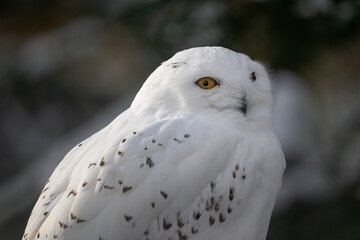 Obraz premium Snowy owl outdoors close-up on the head.