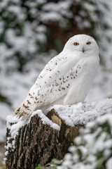 Snowy owl outdoors in winter.