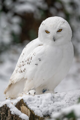 Snowy owl outdoors close-up on the head.