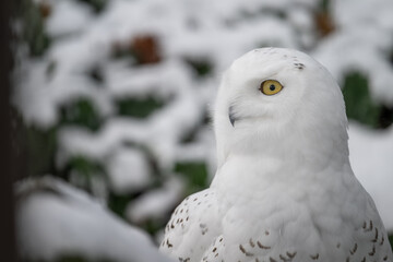 Snowy owl outdoors close-up on the head.