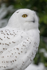 Obraz premium Snowy owl outdoors close-up on the head.