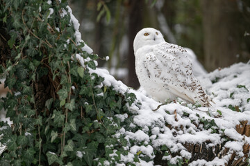 Snowy owl outdoors in winter.