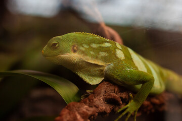 Fiji banded iguana (Brachylophus fasciatus). Wildlife animal