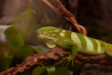 Fiji banded iguana (Brachylophus fasciatus). Wildlife animal