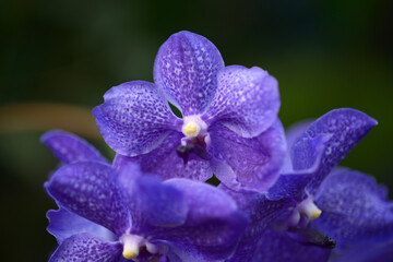 Obraz premium パンダ ランの花