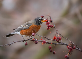 robin with berry