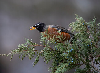 robin with berry