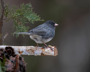junco on cedar branch