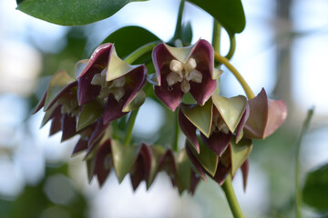 ホヤインペリアリス