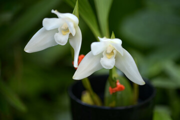 リカメルリカステ・オリオン　ランの花