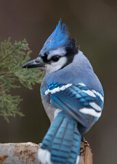 blue jay in cedar