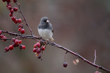 winter songbird with berry