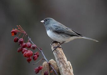 winter songbird with berry