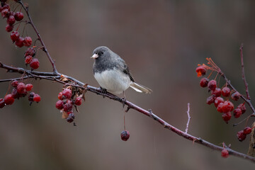 winter songbird with berry