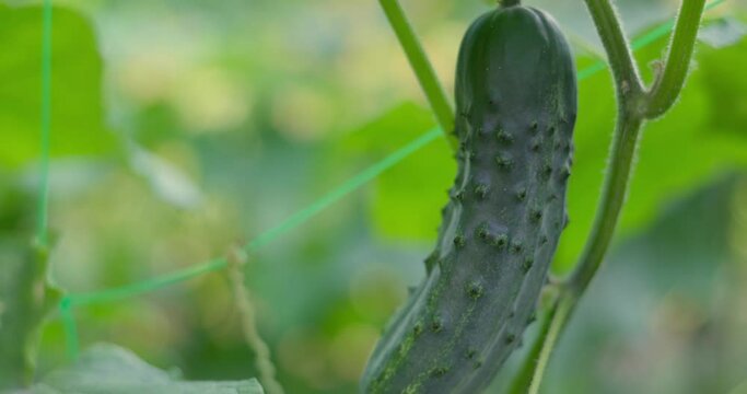 Cucumbers in the greenhouse. Young cucumbers grow on bush. Homemade cucumbers