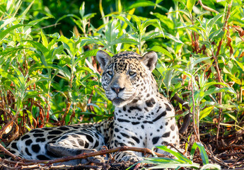 Wild Jaguar (Panthera onca) in the Pantanal in Brazil