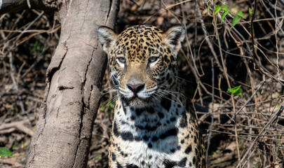 Wild Jaguar (Panthera onca) in the Pantanal in Brazil