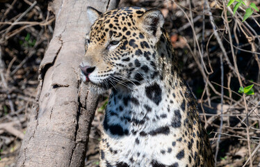 Wild Jaguar (Panthera onca) in the Pantanal in Brazil