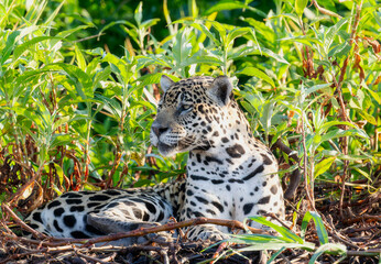 Wild Jaguar (Panthera onca) in the Pantanal in Brazil