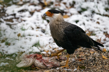 An adult carancho bird in winter near a carcass.