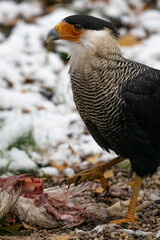 An adult carancho bird in winter near a carcass.