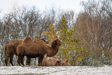 Two-humped camel outdoors in a meadow with snow.