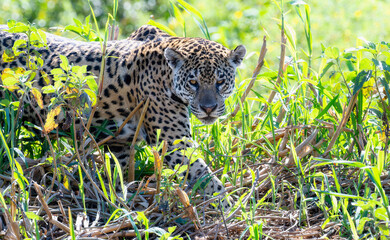 Wild Jaguar (Panthera onca) in the Pantanal in Brazil