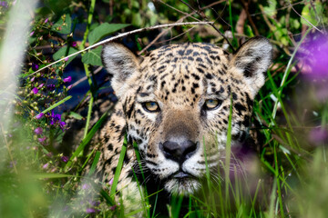 Wild Jaguar (Panthera onca) in the Pantanal in Brazil