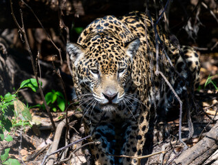 Wild Jaguar (Panthera onca) in the Pantanal in Brazil