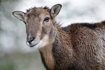 portrait of a goat